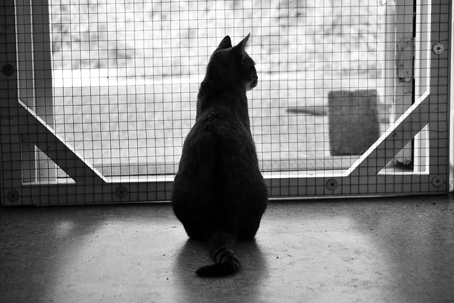 Kattenpraat