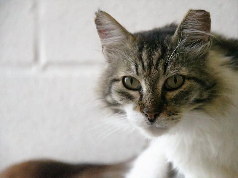 Kattenpraat