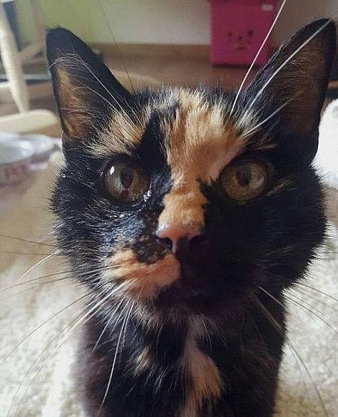 Kattenpraat