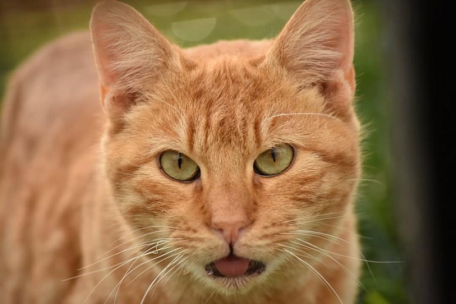 Kattenpraat