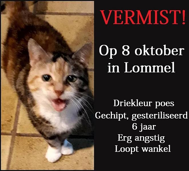 Kattenpraat