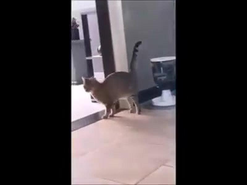 Kattenpraat