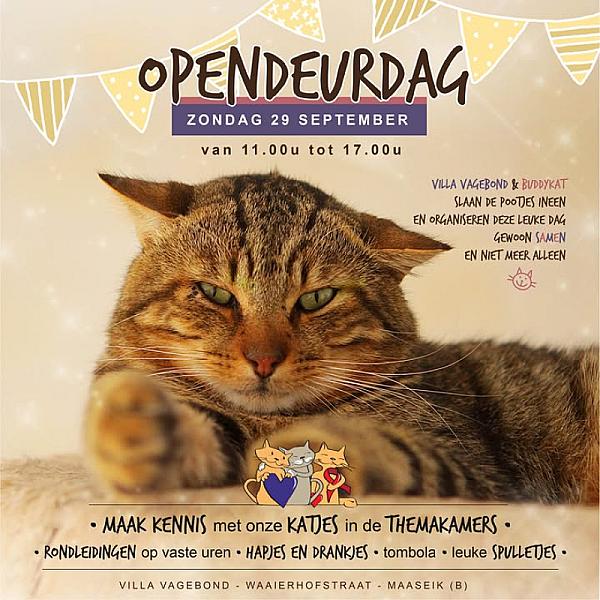 Kattenpraat