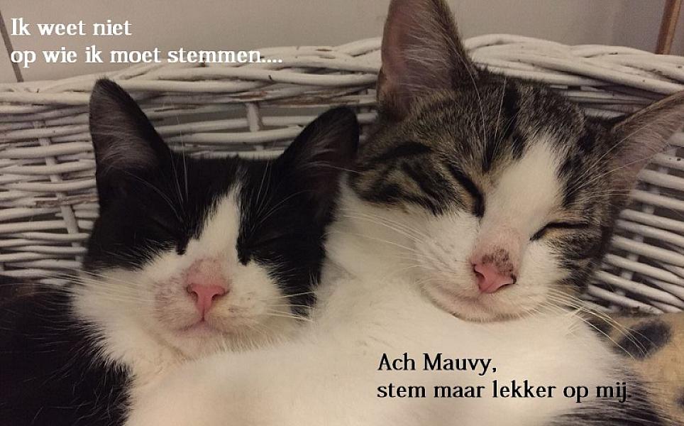 Kattenpraat