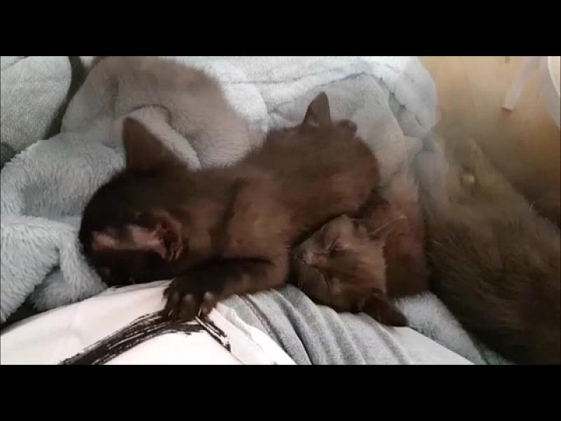 Kattenpraat