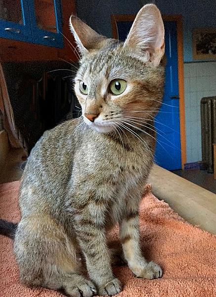 Kattenpraat