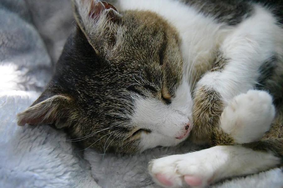 Kattenpraat