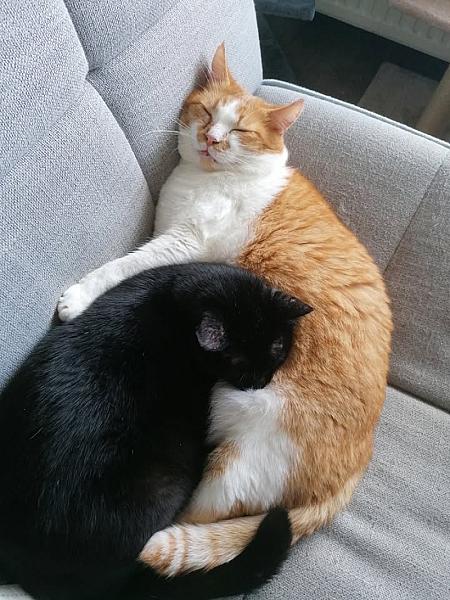 Kattenpraat