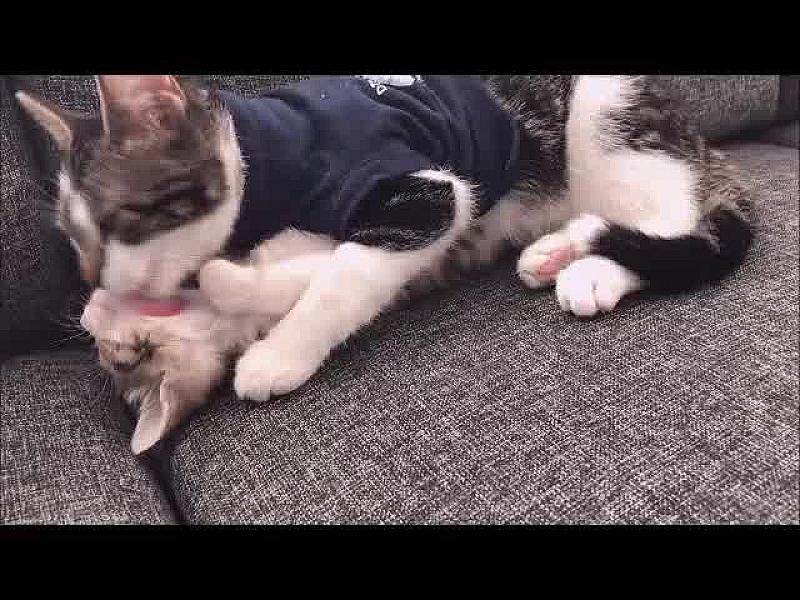 Kattenpraat
