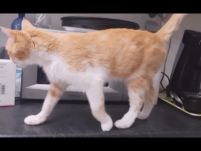 Kattenpraat