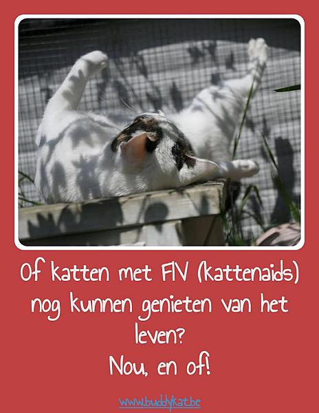 Kattenpraat