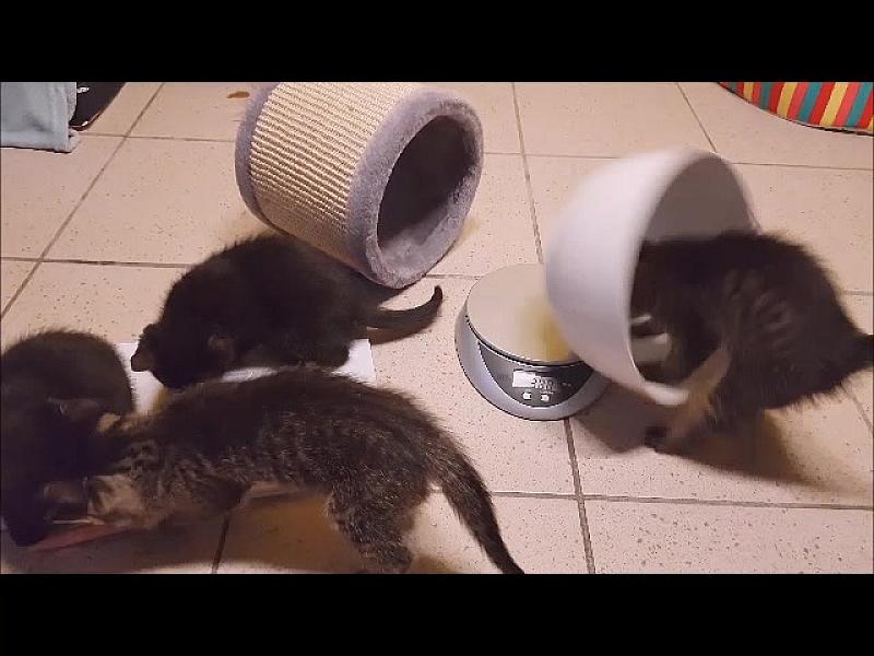 Kattenpraat