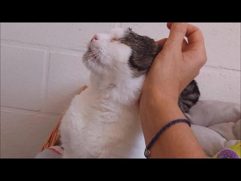 Kattenpraat