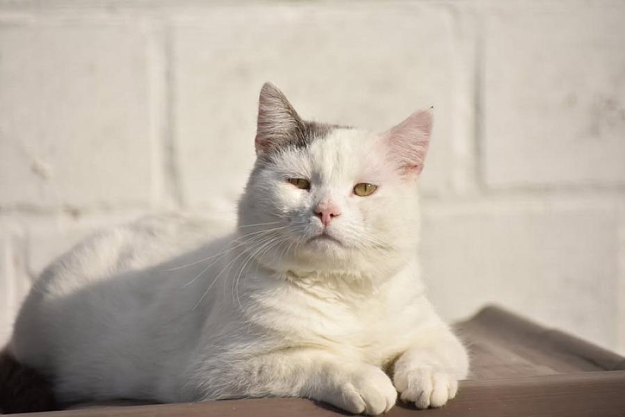 Kattenpraat