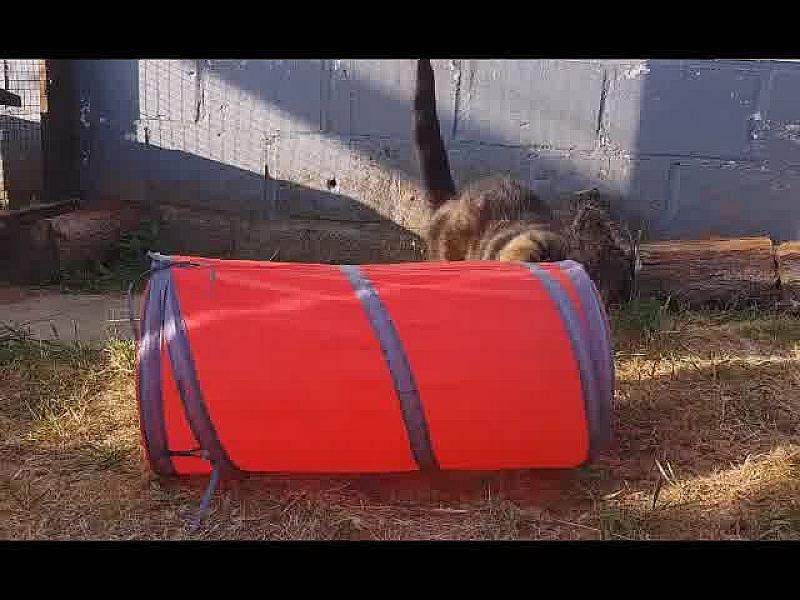 Kattenpraat