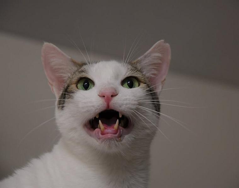 Kattenpraat