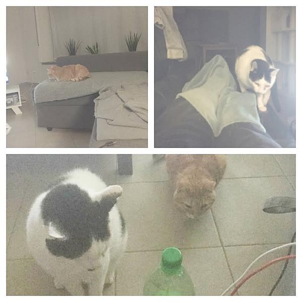 Kattenpraat