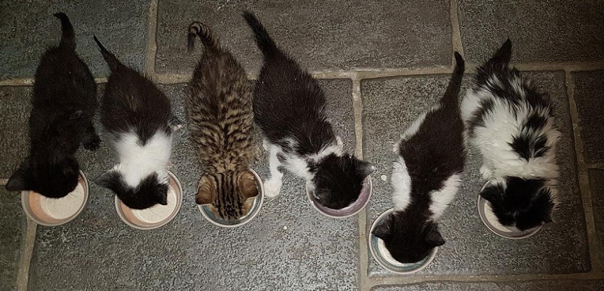 Kattenpraat