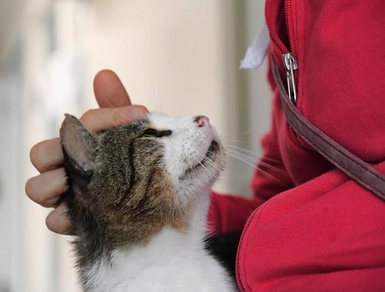 Kattenpraat