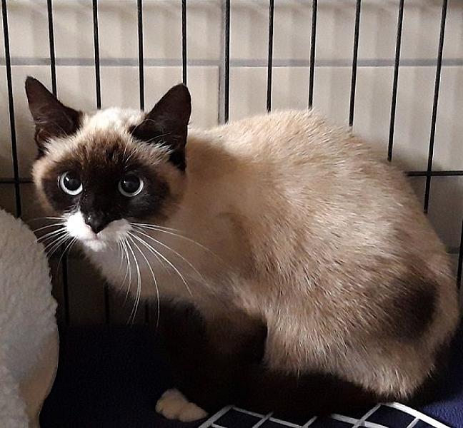 Kattenpraat