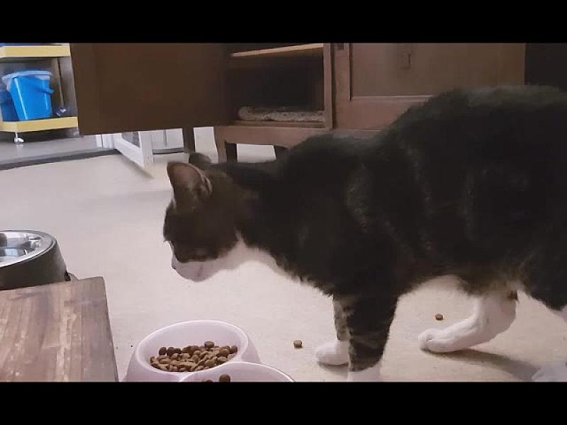 Kattenpraat