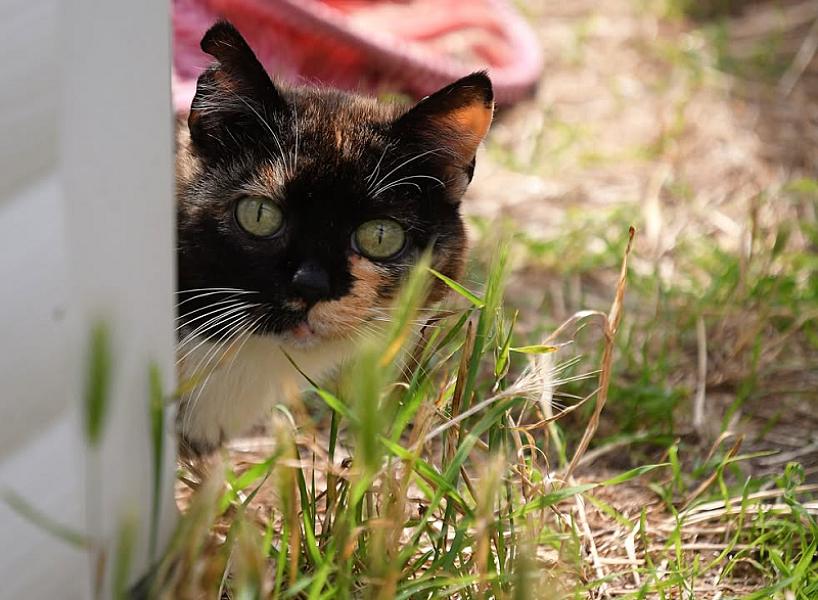 Kattenpraat