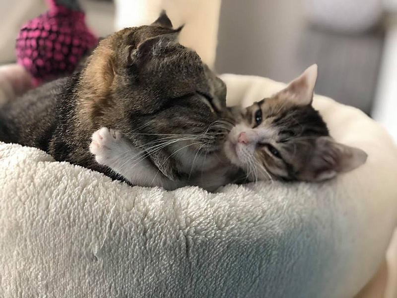 Kattenpraat