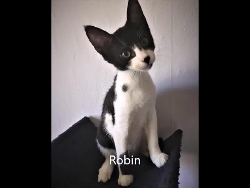 Kattenpraat