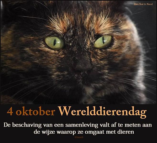 Kattenpraat