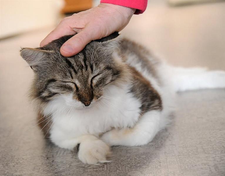 Kattenpraat
