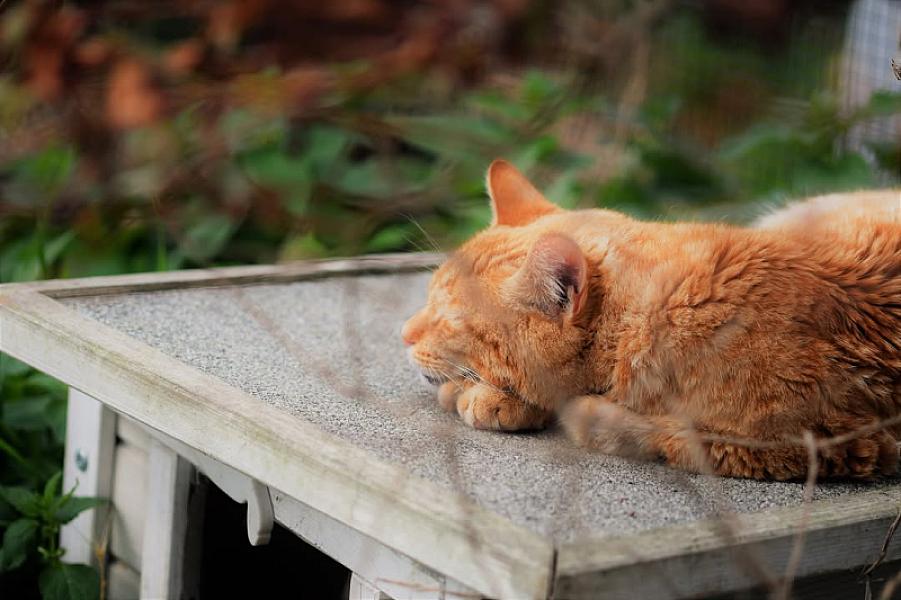 Kattenpraat