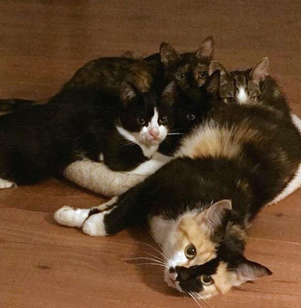 Kattenpraat