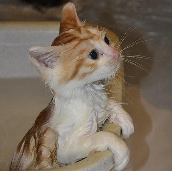Kattenpraat