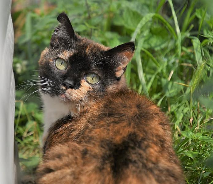 Kattenpraat