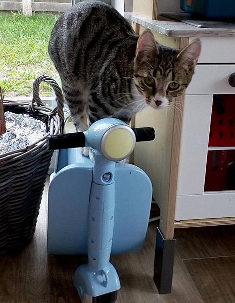 Kattenpraat