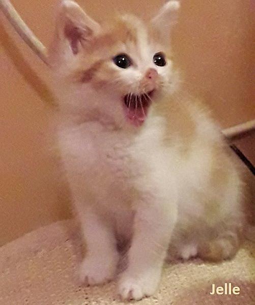 Kattenpraat