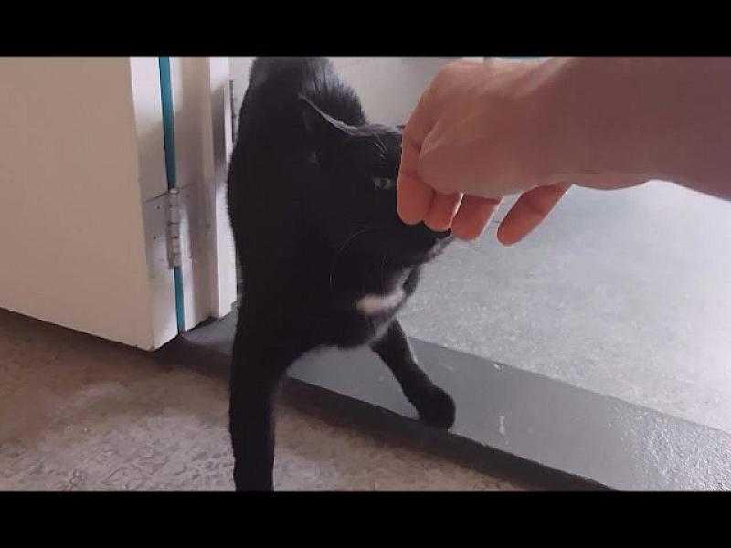 Kattenpraat
