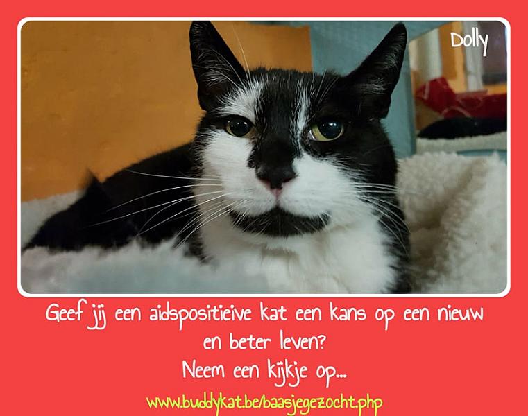 Kattenpraat