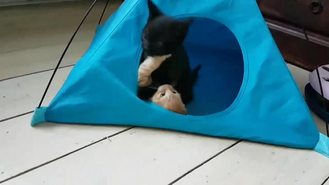 Kattenpraat