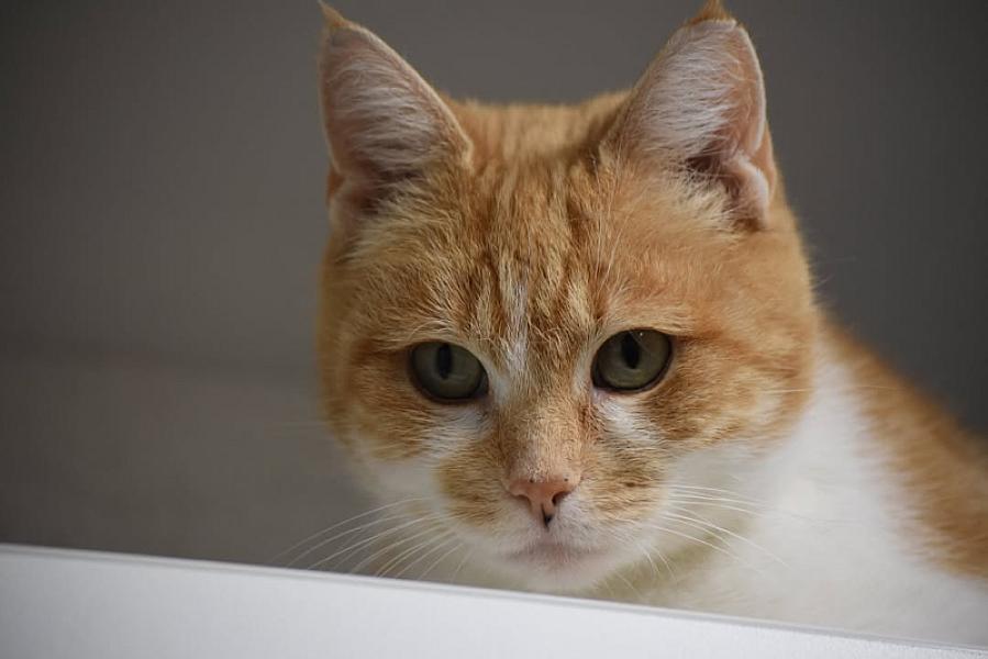 Kattenpraat