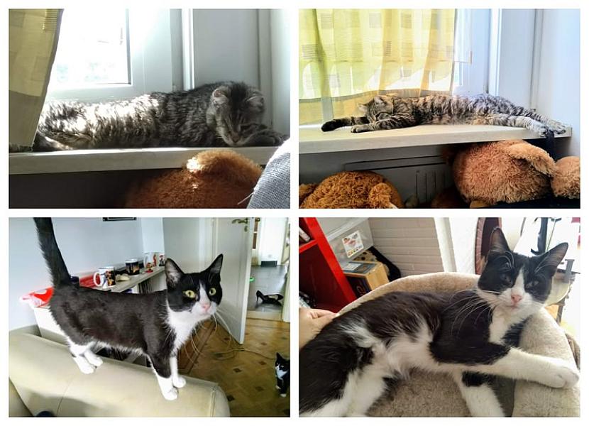 Kattenpraat