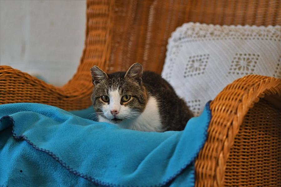 Kattenpraat
