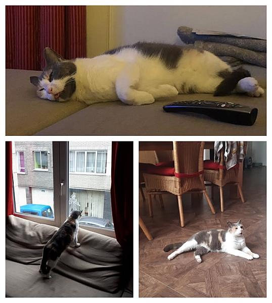 Kattenpraat