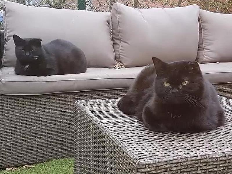 Kattenpraat