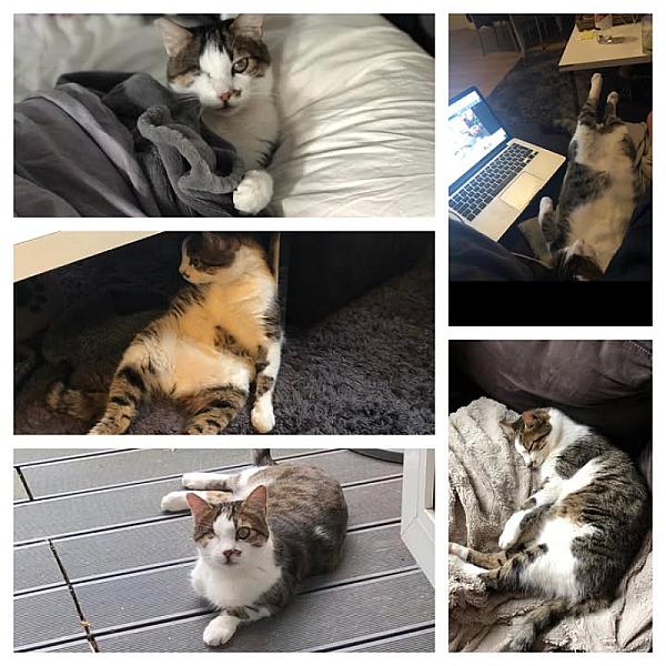 Kattenpraat