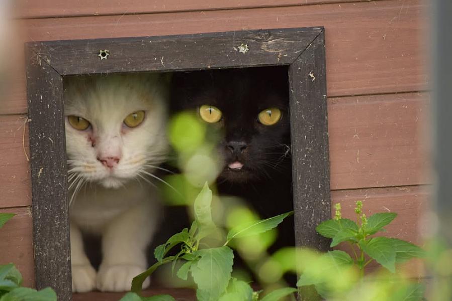 Kattenpraat