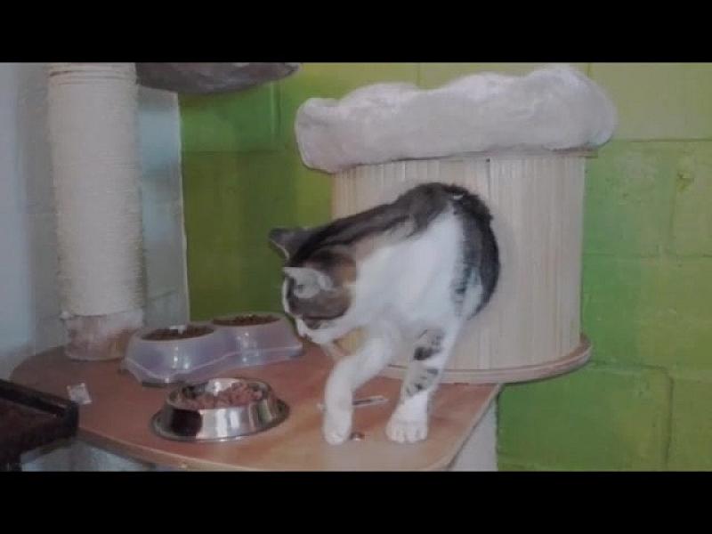 Kattenpraat