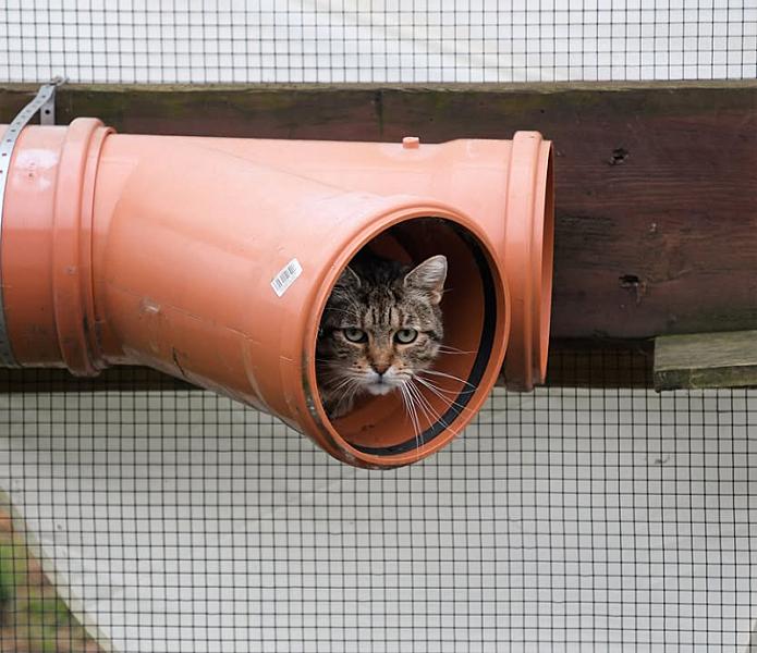 Kattenpraat