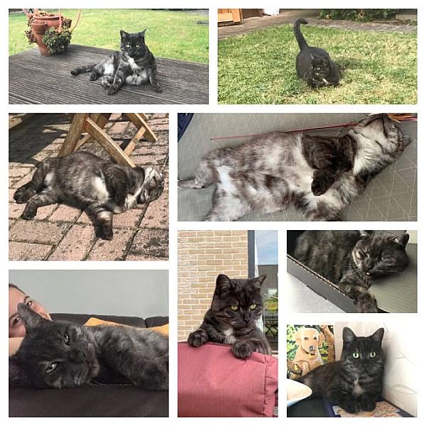 Kattenpraat