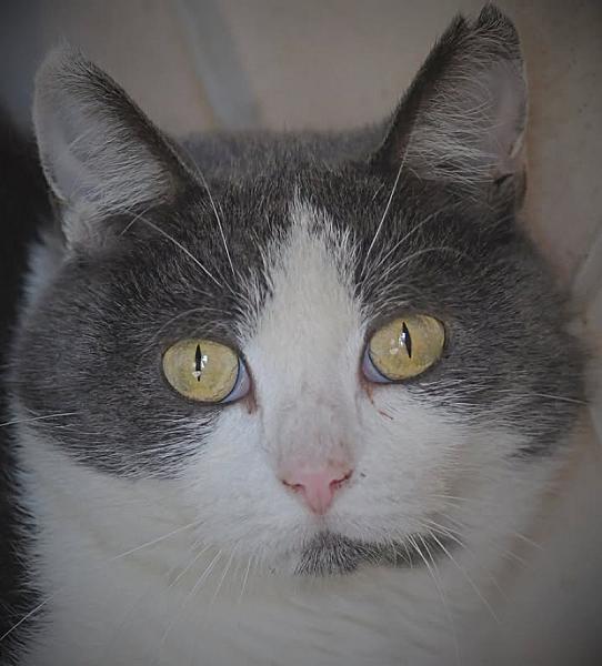 Kattenpraat
